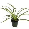 Hawaiian Spider Plant Live Plant - Air Purifying Indoor Houseplant - 4 inch Pot - Image 1