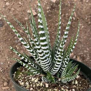 Haworthia Attenuata 'Big Band' Live Plant - Zebra Haworthia - 4 inch Pot - Image 2