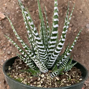 Haworthia Attenuata 'Big Band' Live Plant - Zebra Haworthia - 4 inch Pot - Image 1