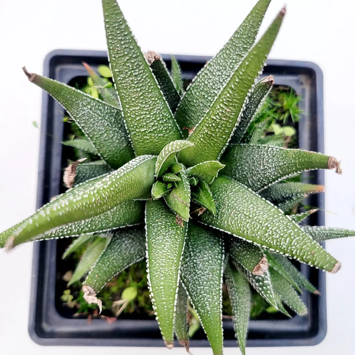 Haworthia attenuata 'Concolor' Succulent Plant – Live Indoor Cactus - Image 2