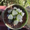 Haworthia Bayeri 'Moon Shadow' Live Succulent Plant – 2 inch pot – Indoor - Image 1
