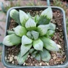 Haworthia Byakuya 'White Night' Variegated Succulent Live Plant Indoor - Image 1