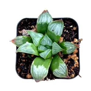 Haworthia Byakuya 'White Night' Variegated Succulent Live Plant Indoor - Image 3
