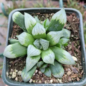 Haworthia Byakuya 'White Night' Variegated Succulent Live Plant Indoor - Image 1