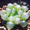 Haworthia Cooperi Variegated Live Plant - 2 Inch Pot, Rare Indoor Succulent - Image 1