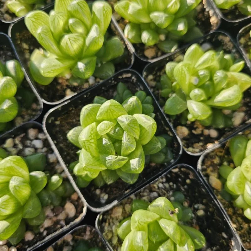 Haworthia Cooperi Variegated Live Plant - 2 Inch Pot, Rare Indoor Succulent - Image 3