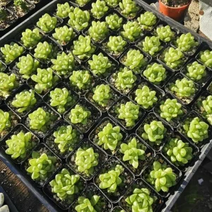 Haworthia Cooperi Variegated Live Plant - 2 Inch Pot, Rare Indoor Succulent - Image 4