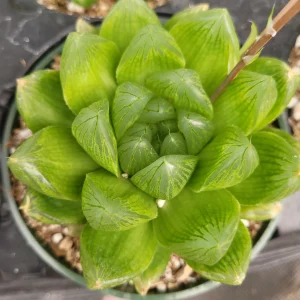 Haworthia cuspidata 'Star Window Plant' Succulent Live Plant - Indoor - Image 3