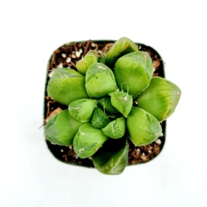 Haworthia cuspidata 'Star Window Plant' Succulent Live Plant - Indoor - Image 1
