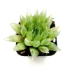 Haworthia cymbiformis 'Cathedral Window' Succulent Live Plant, Easy Care - Image 1