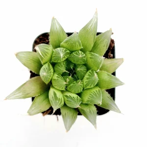 Haworthia cymbiformis 'Cathedral Window' Succulent Live Plant, Easy Care - Image 2