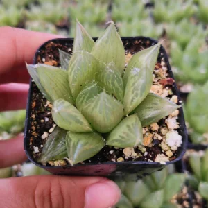 Haworthia cymbiformis 'Cathedral Window' Succulent Live Plant, Easy Care - Image 6