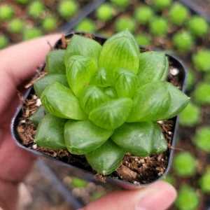 Haworthia cymbiformis var. obtusa Live Succulent Plant - 2-4 Inch Diameter - Image 3