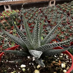 Haworthia Fasciata Cape Town Live Plant – Rare Succulent in 4 inch Pot – Indoor Low Light - Image 1