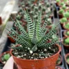 Haworthia Fasciata Live Plant – Zebra Plant Succulent – Easy Care – 2" or 4" Pot – Indoor - Image 1