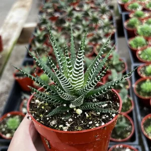 Haworthia Fasciata Live Plant – Zebra Plant Succulent – Easy Care – 2