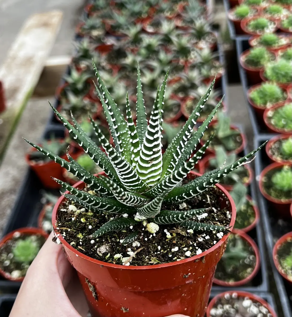 Haworthia Fasciata Live Plant – Zebra Plant Succulent – Easy Care – 2" or 4" Pot – Indoor - Image 2