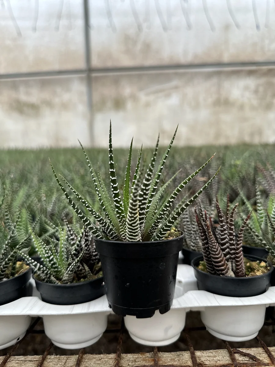 Haworthia Fasciata Live Plant – Zebra Plant Succulent – Easy Care – 2" or 4" Pot – Indoor - Image 3