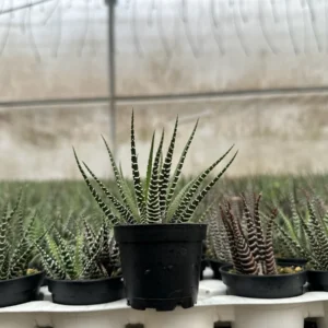 Haworthia Fasciata Live Plant – Zebra Plant Succulent – Easy Care – 2