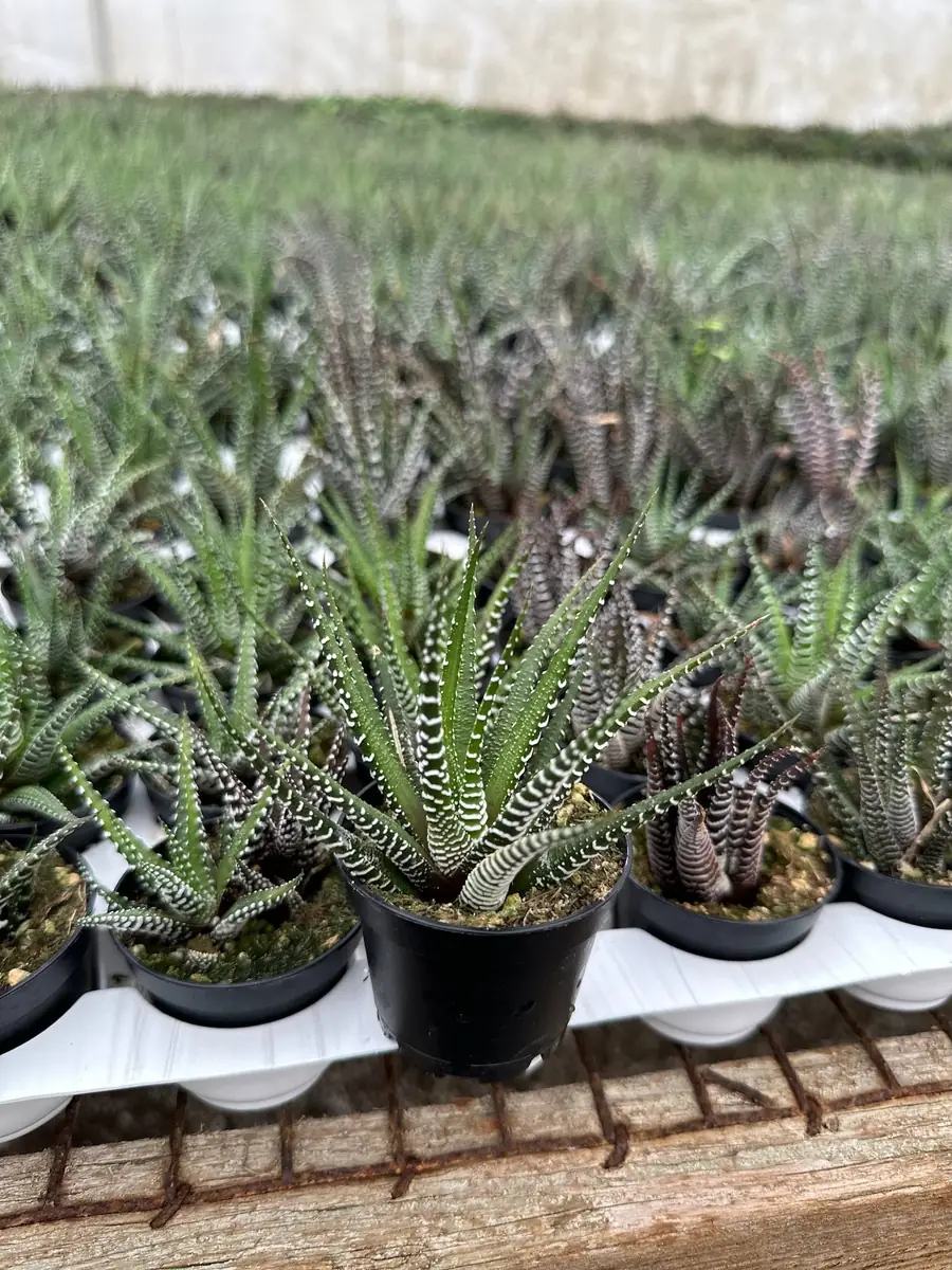 Haworthia Fasciata Live Plant – Zebra Plant Succulent – Easy Care – 2" or 4" Pot – Indoor - Image 5