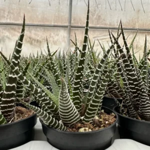 Haworthia Fasciata Live Plant – Zebra Plant Succulent – Easy Care – 2