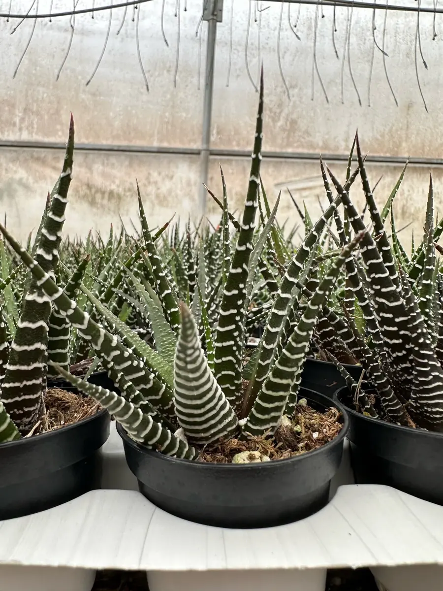 Haworthia Fasciata Live Plant – Zebra Plant Succulent – Easy Care – 2" or 4" Pot – Indoor - Image 6