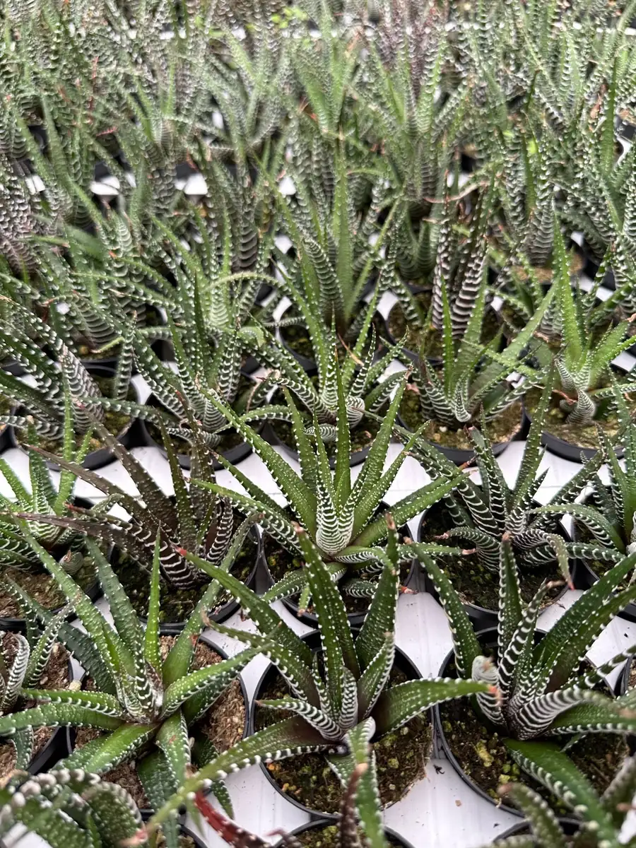Haworthia Fasciata Live Plant – Zebra Plant Succulent – Easy Care – 2" or 4" Pot – Indoor - Image 7