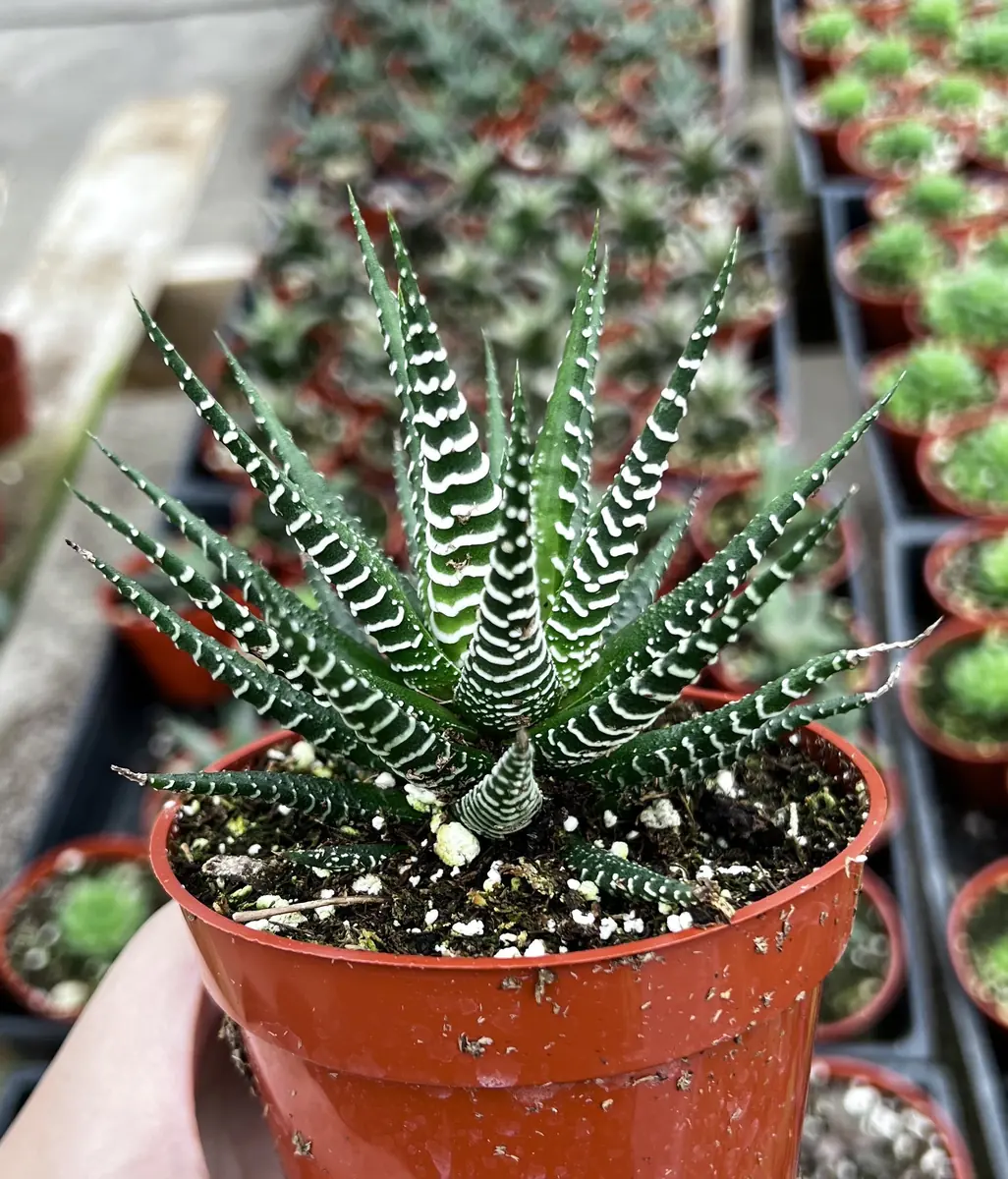 Haworthia Fasciata Live Plant – Zebra Plant Succulent – Easy Care – 2" or 4" Pot – Indoor - Image 1