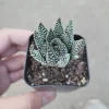 Haworthia fasciata 'Royal Albert' Succulent Live Plant - Easy Care Indoor - Image 1