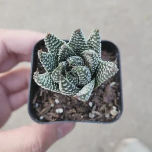 Haworthia fasciata 'Royal Albert' Succulent Live Plant - Easy Care Indoor - Image 2