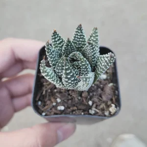 Haworthia fasciata 'Royal Albert' Succulent Live Plant - Easy Care Indoor - Image 1