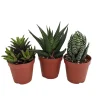 Haworthia Live Plant Collection - 3 Succulent Plants in 2-inch Pots - Image 1