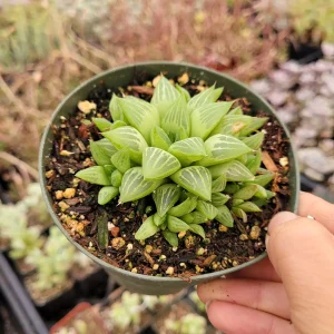 Haworthia retusa f. geraldii 'Star Cactus' Succulent Live Plant - Green, Easy Care - Image 3