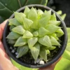 Haworthia Retusa with Pups Live Succulent Plant - Small, 2-4 inch Pot - Image 1