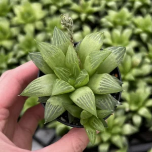 Haworthia Retusa with Pups Live Succulent Plant - Small, 2-4 inch Pot - Image 4