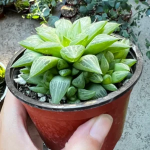 Haworthia Retusa with Pups Live Succulent Plant - Small, 2-4 inch Pot - Image 5