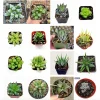 Haworthia Succulent Live Plant Variety Pack - 2, 4, 6 Inch Pots Indoor - Image 1