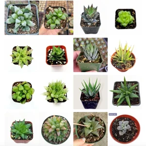 Haworthia Succulent Live Plant Variety Pack - 2, 4, 6 Inch Pots Indoor - Image 1