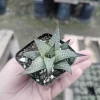 Haworthia tessellata Alligator Plant Live Succulent - 2in Pot - Indoor - Image 1