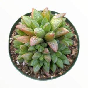 Haworthia Turgida X Succulent Live Plant – Drought Tolerant Indoor - Image 2