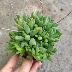 Haworthia Turgida X Succulent Live Plant – Drought Tolerant Indoor - Image 7