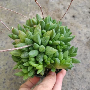 Haworthia Turgida X Succulent Live Plant – Drought Tolerant Indoor - Image 8