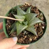 Haworthia venosa subsp. tessellata Veined Haworthia Succulent Live Plant - Easy Care - Image 1