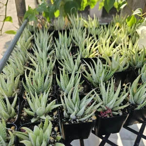 Haworthia Zebra | Variegata | 2in pot - Image 2