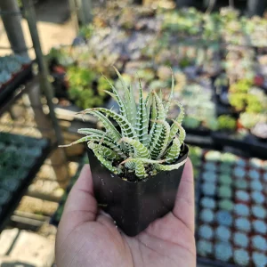 Haworthia Zebra | Variegata | 2in pot - Image 3
