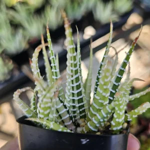 Haworthia Zebra | Variegata | 2in pot - Image 4
