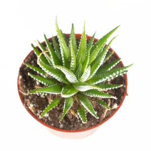 Haworthia Zebra Live Plant – 4 inch Potted Succulent – Indoor Houseplant - Image 2