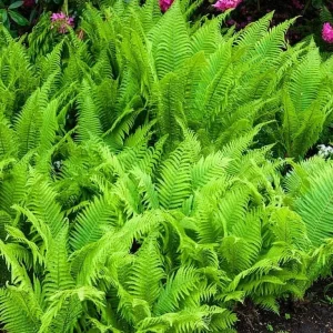 Hay Scented Fern Bare Root Plant - Dennstaedtia punctilobula - Fragrant Groundcover - Image 2