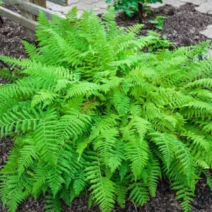Hay Scented Fern Bare Root Plant - Dennstaedtia punctilobula - Fragrant Groundcover - Image 3
