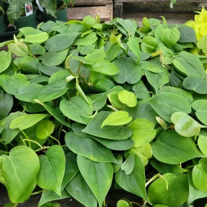 Heart Leaf Philodendron Live Plant - 4in Pot - Vining Indoor Houseplant - Image 2